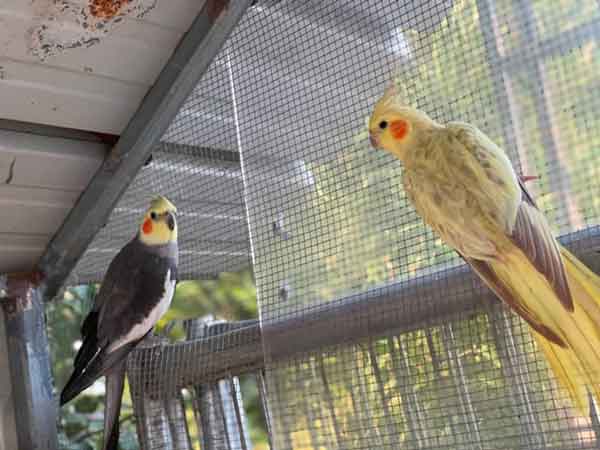 Breeding Cockatiels