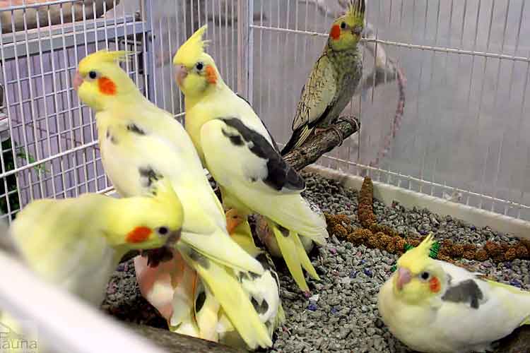 Breeding Cockatiels