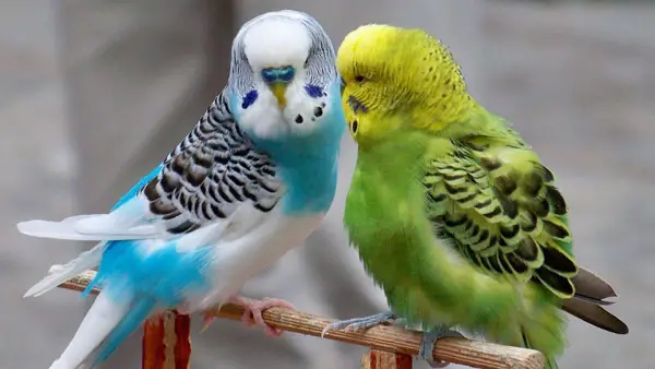 Budgie Age Chart