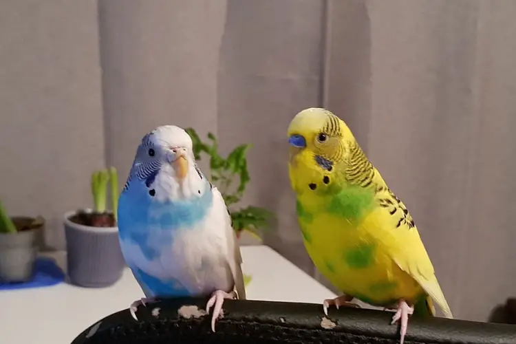 Budgie Age Chart