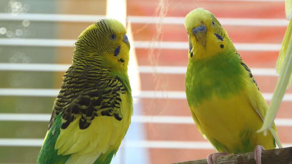 Budgie Behavior