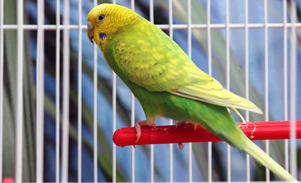 Budgie Cage