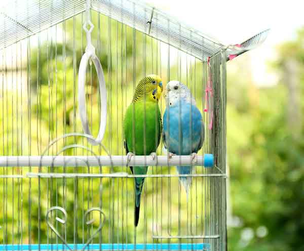 Budgie Cage Buying Guide