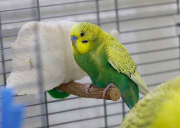 Budgie Cage