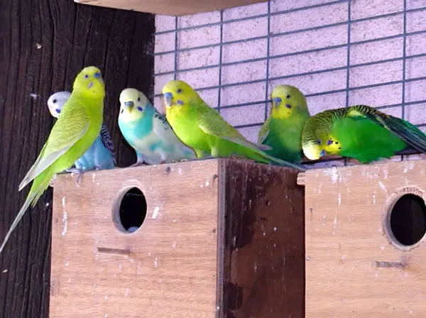 Budgie Cap Feathers