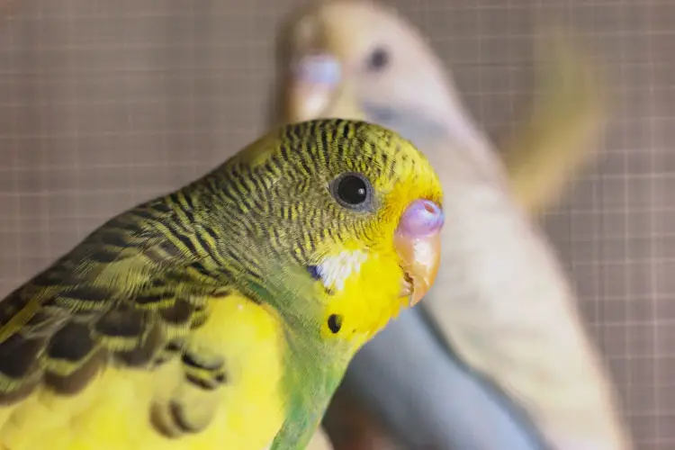 Budgie Cere Chart