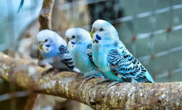 Budgie Cere color