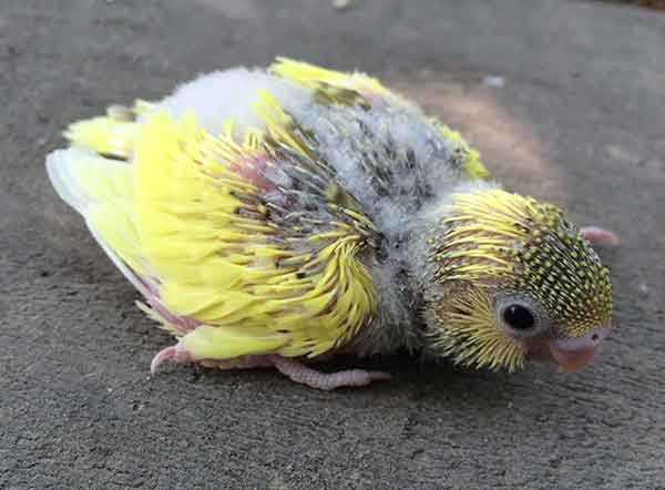 Budgie Chick Growth Chart