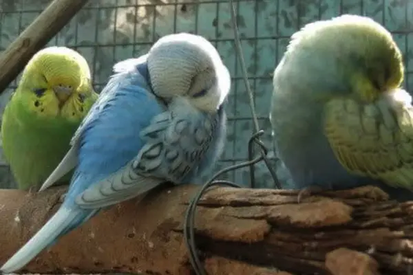 Budgie Day sleeping