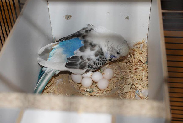 Budgie Egg Hatching Process