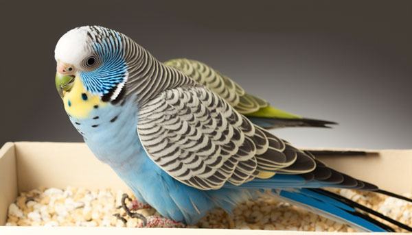 Budgie Nest Box