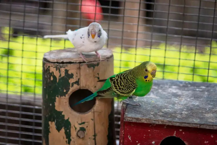 Budgie Nest Box