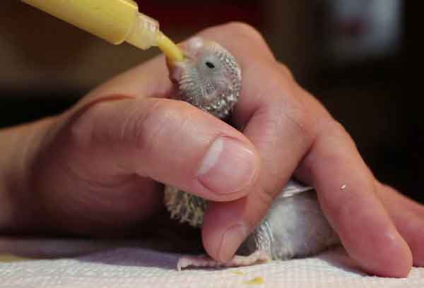 Budgie Weanling stage