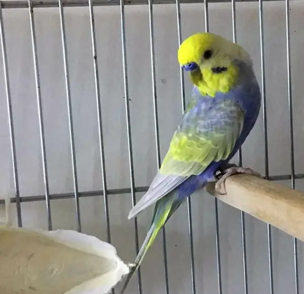 Budgie Wings and feathers