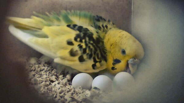 Budgie sitting on the eggs