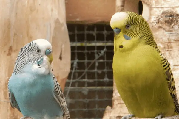 Budgies Nest box