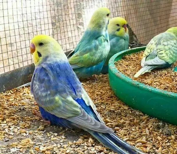 Budgies