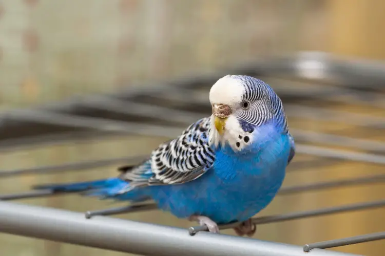 Can Budgies Talk