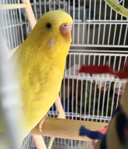 Can Lutino Budgerigar Talk