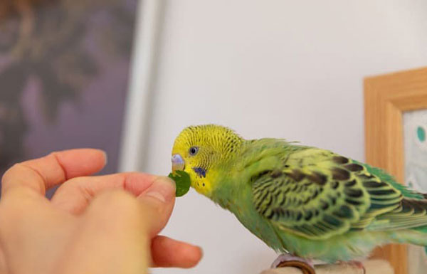 Can My Budgie Die From Mites Infestation