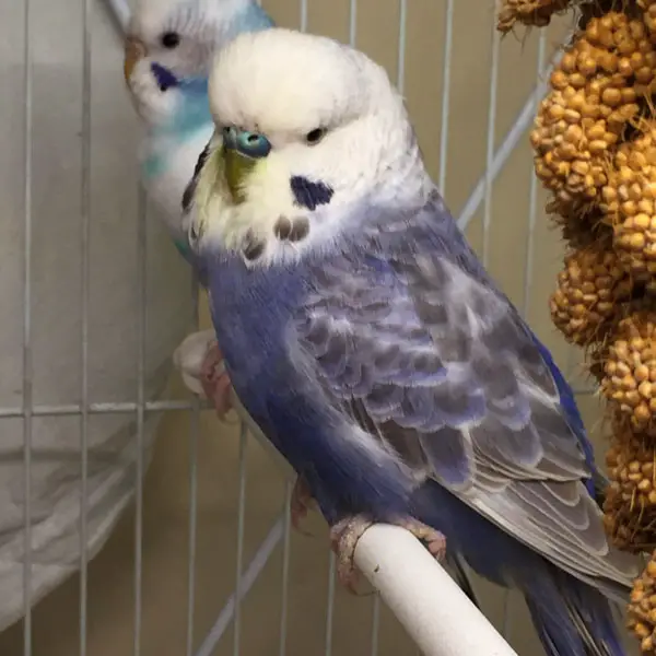 Can Purple Budgies Bite