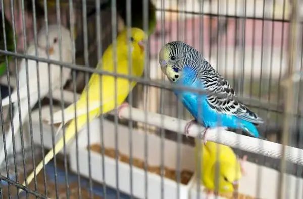 Captive Budgies Get Mites or Lice