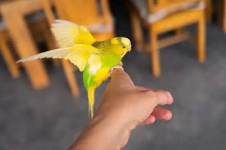 Clipping Budgie Wings