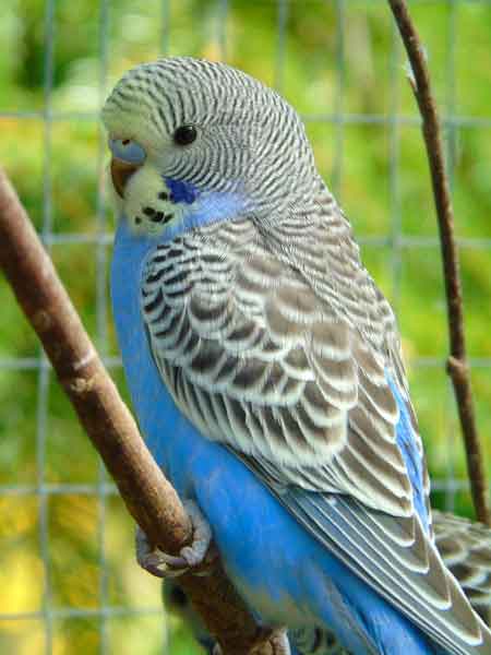 Cobalt Budgie