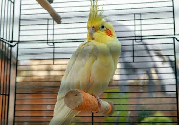 Cockatiel Basic Characteristics