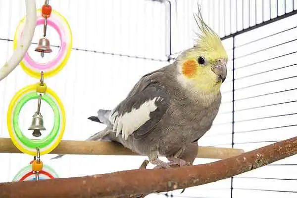 Cockatiel Care