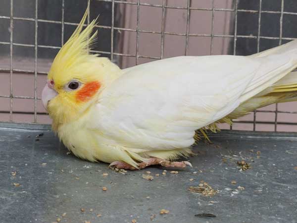 Cockatiel Egg-Laying Affect Health