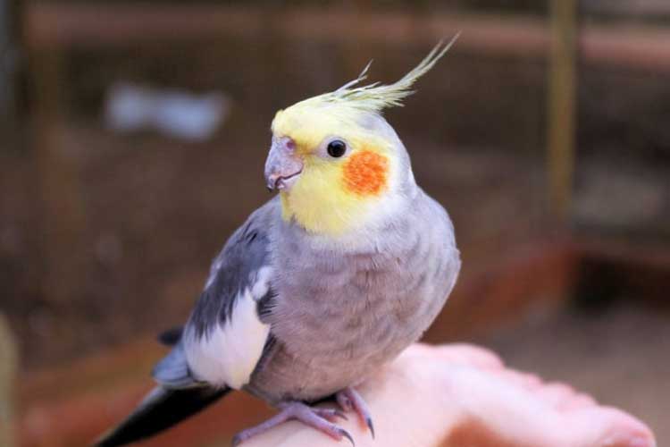 Cockatiel Hissing and Biting