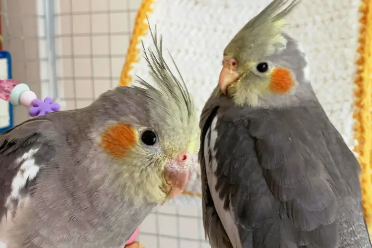 Cockatiel Mating Behavior