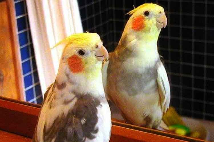 Cockatiel Mites & Lice