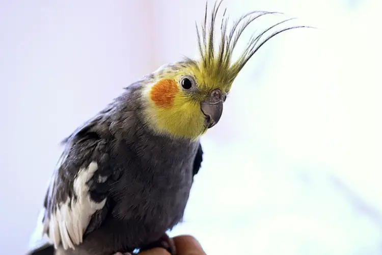 Cockatiel Plucking Feathers