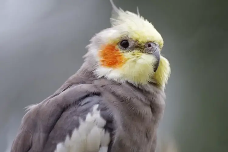 Cockatiel Puffed Up