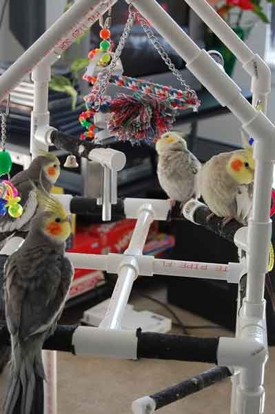 Cockatiel Toys