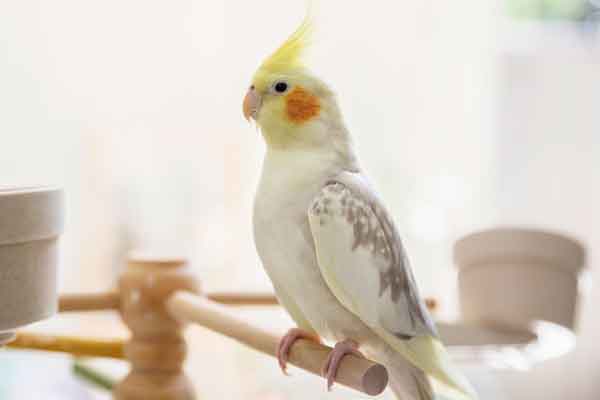 Cockatiel Water And Food Bowls