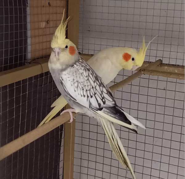 Cockatiels' Breeding