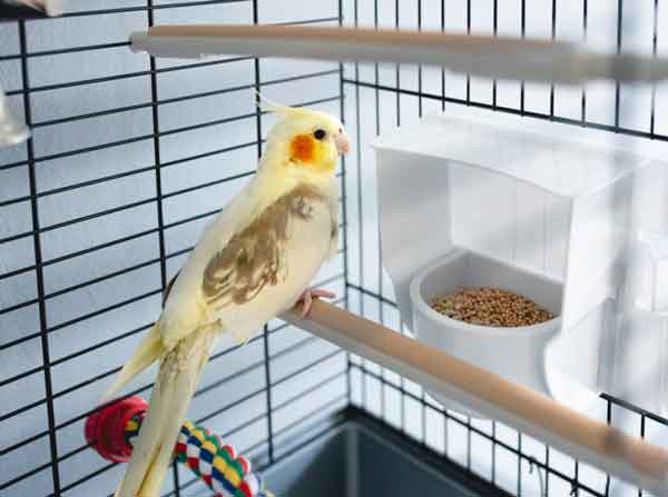 Cockatiels Cage