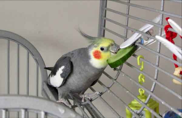 Cockatiels Fruit And Vegetable