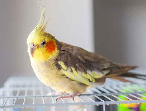 Cockatiels Habitat