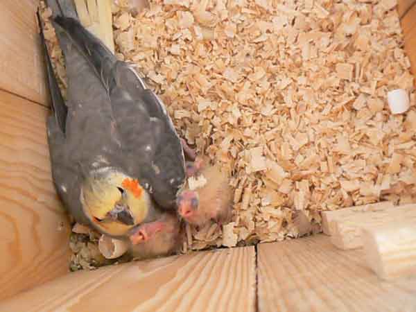 Cockatiels Nesting Box