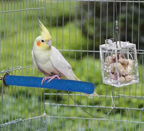 Cutting And Trimming Overgrown Cockatiel Nails