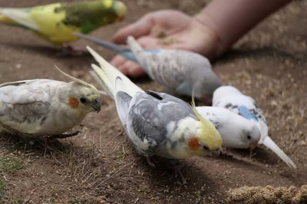 Diseases Caused By Budgie and Cockatiel Poop