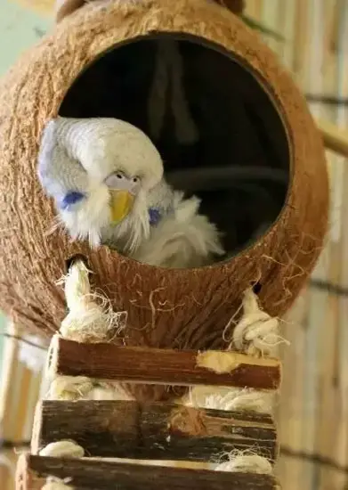 Do Budgies Like to Sleep In a Nest