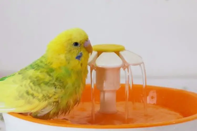 Do Budgies Need A Bath