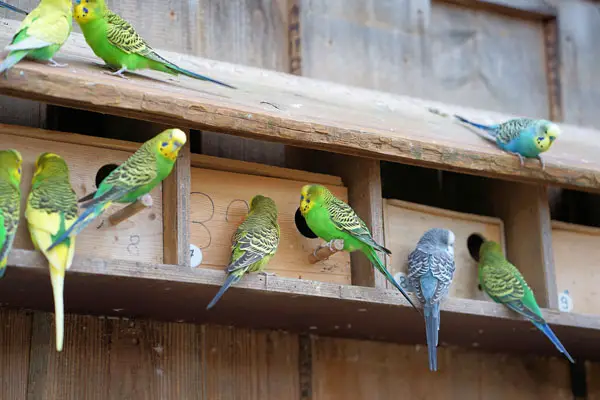 Do Budgies Need A Nest Box