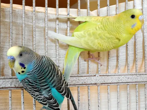 Do Budgies Sing At Night