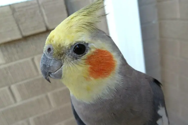 Do Cockatiels Have a Good Sense of Smell